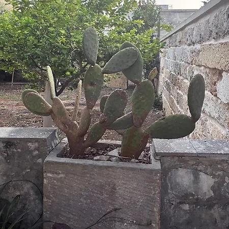 度假居 Casa Licchia, Casa Salentina Con Giardino Martignano